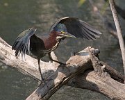 IMG_3220-web * Green Heron; Lincoln Park North Pond. * Green Heron; Lincoln Park North Pond.