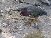 IMG_3263-web * Green Heron; Lincoln Park North Pond. * Green Heron; Lincoln Park North Pond.
