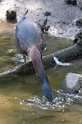 IMG_3269-web * Green Heron; Lincoln Park North Pond. * Green Heron; Lincoln Park North Pond.