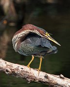 IMG_3334_alt-web * Green Heron; Lincoln Park North Pond. * Green Heron; Lincoln Park North Pond.