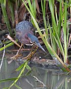 IMG_3528-web * Green Heron; Lincoln Park North Pond. * Green Heron; Lincoln Park North Pond.