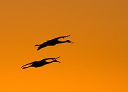 IMG_3548-web * Sandhill Crane; Jasper-Pulaski Fish and Wildlife Area, Medaryville, IN * Sandhill Crane; Jasper-Pulaski Fish and Wildlife Area, Medaryville, IN