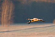 IMG_3887-web * Sandhill Crane; Jasper-Pulaski Fish and Wildlife Area, Medaryville, IN * Sandhill Crane; Jasper-Pulaski Fish and Wildlife Area, Medaryville, IN