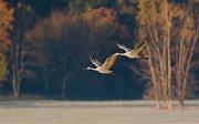 IMG_3957-web * Sandhill Crane; Jasper-Pulaski Fish and Wildlife Area, Medaryville, IN * Sandhill Crane; Jasper-Pulaski Fish and Wildlife Area, Medaryville, IN