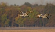 IMG_4052-alt-web * Sandhill Crane; Jasper-Pulaski Fish and Wildlife Area, Medaryville, IN * Sandhill Crane; Jasper-Pulaski Fish and Wildlife Area, Medaryville, IN