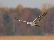 IMG_4229-web * Sandhill Crane; Jasper-Pulaski Fish and Wildlife Area, Medaryville, IN * Sandhill Crane; Jasper-Pulaski Fish and Wildlife Area, Medaryville, IN