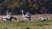 IMG_5131-web * Sandhill Crane; Jasper-Pulaski Fish and Wildlife Area, Medaryville, IN * Sandhill Crane; Jasper-Pulaski Fish and Wildlife Area, Medaryville, IN