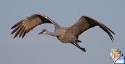 Sandhill_Crane