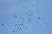 IMG_3546-c1-web * Thousands of Sandhill Cranes pass overhead on a mass migration March 11, 2007; Glacial Park, Ringwood IL. * Thousands of Sandhill Cranes pass overhead on a mass migration March 11, 2007; Glacial Park, Ringwood IL.