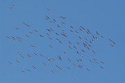 IMG_3563-c1-web * Thousands of Sandhill Cranes pass overhead on a mass migration March 11, 2007; Glacial Park, Ringwood IL. * Thousands of Sandhill Cranes pass overhead on a mass migration March 11, 2007; Glacial Park, Ringwood IL.