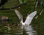 IMG_8020-web * Cattle Egret; Lincoln Park North Pond. * Cattle Egret; Lincoln Park North Pond.