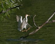 IMG_8031-web * Cattle Egret; Lincoln Park North Pond. * Cattle Egret; Lincoln Park North Pond.
