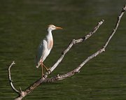IMG_8042-web * Cattle Egret; Lincoln Park North Pond. * Cattle Egret; Lincoln Park North Pond.