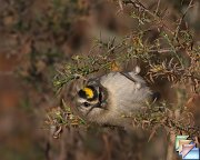 Golden-crowned_Kinglet