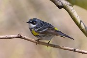 IMG_8414-web * Yellow-rumped Warbler * Yellow-rumped Warbler