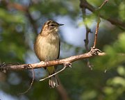 IMG_2819-web * Palm Warbler; Montrose. * Palm Warbler; Montrose.