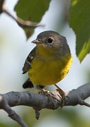 IMG_2851-web * Magnolia Warbler; Montrose. * Magnolia Warbler; Montrose.