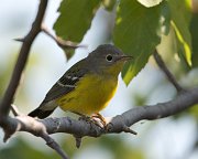 IMG_2853-web * Magnolia Warbler; Montrose. * Magnolia Warbler; Montrose.