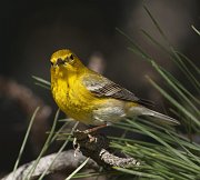 IMG_3227-c1-web * Pine Warbler; Lincoln Park North Pond. * Pine Warbler; Lincoln Park North Pond.