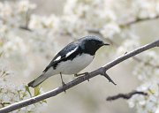 IMG_3433-c1-web * Black-throated Blue Warbler; Montrose Point Sanctuary. * Black-throated Blue Warbler; Montrose Point Sanctuary.