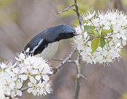IMG_3446-web * Black-throated Blue Warbler; Montrose Point Sanctuary. * Black-throated Blue Warbler; Montrose Point Sanctuary.