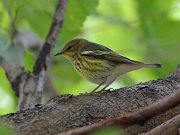 IMG_3521-web * Cape May Warbler; Lincoln Park. * Cape May Warbler; Lincoln Park.