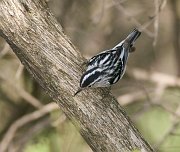 IMG_3587-web * Black-and-white Warbler; Montrose Point Sanctuary. * Black-and-white Warbler; Montrose Point Sanctuary.