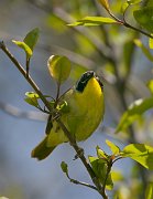 IMG_3762-web * Common Yellowthroat; Montrose Point Sanctuary. * Common Yellowthroat; Montrose Point Sanctuary.