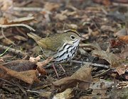 IMG_3840-c1-web * Ovenbird; Montrose Point Sanctuary. * Ovenbird; Montrose Point Sanctuary.
