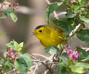IMG_3861-c1-web * Wilson's Warbler; Montrose Point Sanctuary. * Wilson's Warbler; Montrose Point Sanctuary.
