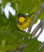 IMG_3980-web * Canada Warbler; Montrose Point Sanctuary. * Canada Warbler; Montrose Point Sanctuary.