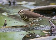 IMG_4063-alt-web * Northern Waterthrush; Lincoln Park North Pond. * Northern Waterthrush; Lincoln Park North Pond.