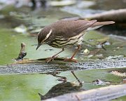 IMG_4064-alt-web * Northern Waterthrush; Lincoln Park North Pond. * Northern Waterthrush; Lincoln Park North Pond.