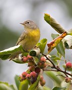 IMG_4103-web * Nashville Warbler; Lincoln Park. * Nashville Warbler; Lincoln Park.