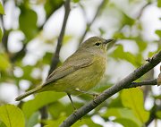IMG_4174-web * Nashville Warbler (female); Montrose Point Sanctuary. * Nashville Warbler (female); Montrose Point Sanctuary.