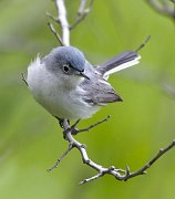 IMG_4192c1-web * Blue-gray Gnatcatcher; Montrose Point Sanctuary. * Blue-gray Gnatcatcher; Montrose Point Sanctuary.