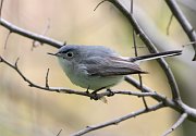 IMG_4222-c1-web * Blue-gray Gnatcatcher; Montrose Point Sanctuary. * Blue-gray Gnatcatcher; Montrose Point Sanctuary.