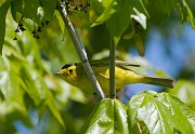 IMG_4245-web * Wilson's Warbler; Montrose Point Sanctuary. * Wilson's Warbler; Montrose Point Sanctuary.