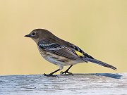 IMG_4326-web * Yellow-rumped Warbler; Ryerson Preserve. * Yellow-rumped Warbler; Ryerson Preserve.