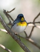 IMG_4343-c1-web * Northern Parula; Montrose Point Sanctuary. * Northern Parula; Montrose Point Sanctuary.