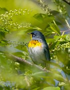 IMG_4436-web * Northern Parula; Montrose Point Sanctuary. * Northern Parula; Montrose Point Sanctuary.