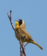 IMG_4442-web * Common Yellowthroat; Montrose Point Sanctuary. * Common Yellowthroat; Montrose Point Sanctuary.