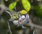 IMG_4678-web * Chestnut-sided Warbler; Montrose Point Sanctuary. * Chestnut-sided Warbler; Montrose Point Sanctuary.