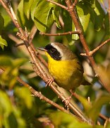 IMG_5183-c1-web * Common Yellowthroat; Montrose Point Sanctuary. * Common Yellowthroat; Montrose Point Sanctuary.