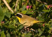 IMG_5193-c1-web * Common Yellowthroat; Montrose Point Sanctuary. * Common Yellowthroat; Montrose Point Sanctuary.