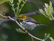 IMG_5297-c1-web * Black-throated Green Warbler; Montrose Point Sanctuary. * Black-throated Green Warbler; Montrose Point Sanctuary.