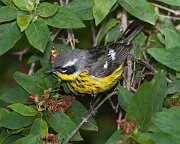 IMG_5365-c1-web * Magnolia Warbler (female); Montrose Point Sanctuary. * Magnolia Warbler (female); Montrose Point Sanctuary.