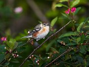 IMG_5373-c1-web * Bay-breasted Warbler (female); Montrose Point Sanctuary. * Bay-breasted Warbler (female); Montrose Point Sanctuary.