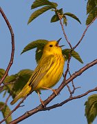 IMG_5645-c1-web * Yellow Warbler; Montrose Point Sanctuary. * Yellow Warbler; Montrose Point Sanctuary.