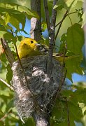 IMG_6525-c1-web * Yellow Warbler (female) nesting; Montrose Point Sanctuary. * Yellow Warbler (female) nesting; Montrose Point Sanctuary.